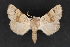  ( - CNCLEP 70158)  @13 [ ] CreativeCommons - Attribution Non-Commercial Share-Alike (2010) Canadian National Collection of Insects, Arachnids and Nematodes Canadian National Collection of Insects, Arachnids and Nematodes