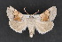  ( - CNCLEP 70159)  @11 [ ] CreativeCommons - Attribution Non-Commercial Share-Alike (2010) Canadian National Collection of Insects, Arachnids and Nematodes Canadian National Collection of Insects, Arachnids and Nematodes