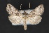  (Abrostola parvula - CNCLEP 70167)  @14 [ ] CreativeCommons - Attribution Non-Commercial Share-Alike (2010) Canadian National Collection of Insects, Arachnids and Nematodes Canadian National Collection of Insects, Arachnids and Nematodes