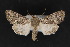  ( - CNCLEP 70186)  @13 [ ] CreativeCommons - Attribution Non-Commercial Share-Alike (2010) Canadian National Collection of Insects, Arachnids and Nematodes Canadian National Collection of Insects, Arachnids and Nematodes