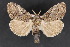  (Dasychira mescalera - CNCLEP 70199)  @13 [ ] CreativeCommons - Attribution Non-Commercial Share-Alike (2010) Canadian National Collection of Insects, Arachnids and Nematodes Canadian National Collection of Insects, Arachnids and Nematodes