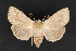  ( - CNCLEP 70202)  @14 [ ] CreativeCommons - Attribution Non-Commercial Share-Alike (2010) Canadian National Collection of Insects, Arachnids and Nematodes Canadian National Collection of Insects, Arachnids and Nematodes