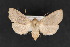  ( - CNCLEP 70203)  @14 [ ] CreativeCommons - Attribution Non-Commercial Share-Alike (2010) Canadian National Collection of Insects, Arachnids and Nematodes Canadian National Collection of Insects, Arachnids and Nematodes