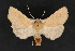  ( - CNCLEP 70205)  @14 [ ] CreativeCommons - Attribution Non-Commercial Share-Alike (2010) Canadian National Collection of Insects, Arachnids and Nematodes Canadian National Collection of Insects, Arachnids and Nematodes