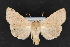  ( - CNCLEP 70206)  @14 [ ] CreativeCommons - Attribution Non-Commercial Share-Alike (2010) Canadian National Collection of Insects, Arachnids and Nematodes Canadian National Collection of Insects, Arachnids and Nematodes