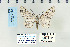  ( - CNCLEP 70221)  @13 [ ] CreativeCommons - Attribution Non-Commercial Share-Alike (2010) Canadian National Collection of Insects, Arachnids and Nematodes Canadian National Collection of Insects, Arachnids and Nematodes