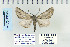  ( - CNCLEP 70224)  @13 [ ] CreativeCommons - Attribution Non-Commercial Share-Alike (2010) Canadian National Collection of Insects, Arachnids and Nematodes Canadian National Collection of Insects, Arachnids and Nematodes