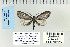  ( - CNCLEP 70225)  @12 [ ] CreativeCommons - Attribution Non-Commercial Share-Alike (2010) Canadian National Collection of Insects, Arachnids and Nematodes Canadian National Collection of Insects, Arachnids and Nematodes