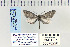  ( - CNCLEP 70226)  @12 [ ] CreativeCommons - Attribution Non-Commercial Share-Alike (2010) Canadian National Collection of Insects, Arachnids and Nematodes Canadian National Collection of Insects, Arachnids and Nematodes