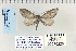  ( - CNCLEP 70228)  @13 [ ] CreativeCommons - Attribution Non-Commercial Share-Alike (2010) Canadian National Collection of Insects, Arachnids and Nematodes Canadian National Collection of Insects, Arachnids and Nematodes
