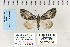  ( - CNCLEP 70234)  @12 [ ] CreativeCommons - Attribution Non-Commercial Share-Alike (2010) Canadian National Collection of Insects, Arachnids and Nematodes Canadian National Collection of Insects, Arachnids and Nematodes