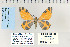  (Stamnoctenis deceptiva - CNCLEP 70235)  @13 [ ] CreativeCommons - Attribution Non-Commercial Share-Alike (2010) Canadian National Collection of Insects, Arachnids and Nematodes Canadian National Collection of Insects, Arachnids and Nematodes
