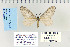  (Stamnoctenis sp - CNCLEP 70237)  @13 [ ] CreativeCommons - Attribution Non-Commercial Share-Alike (2010) Canadian National Collection of Insects, Arachnids and Nematodes Canadian National Collection of Insects, Arachnids and Nematodes