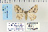  (Speranza sp - CNCLEP 70240)  @13 [ ] CreativeCommons - Attribution Non-Commercial Share-Alike (2010) Canadian National Collection of Insects, Arachnids and Nematodes Canadian National Collection of Insects, Arachnids and Nematodes