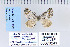  ( - CNCLEP 70241)  @12 [ ] CreativeCommons - Attribution Non-Commercial Share-Alike (2010) Canadian National Collection of Insects, Arachnids and Nematodes Canadian National Collection of Insects, Arachnids and Nematodes