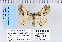  ( - CNCLEP 70244)  @13 [ ] CreativeCommons - Attribution Non-Commercial Share-Alike (2010) Canadian National Collection of Insects, Arachnids and Nematodes Canadian National Collection of Insects, Arachnids and Nematodes