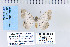  ( - CNCLEP 70245)  @13 [ ] CreativeCommons - Attribution Non-Commercial Share-Alike (2010) Canadian National Collection of Insects, Arachnids and Nematodes Canadian National Collection of Insects, Arachnids and Nematodes