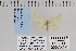 ( - CNCLEP 70251)  @12 [ ] CreativeCommons - Attribution Non-Commercial Share-Alike (2010) Canadian National Collection of Insects, Arachnids and Nematodes Canadian National Collection of Insects, Arachnids and Nematodes