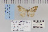  ( - CNCLEP 70260)  @13 [ ] CreativeCommons - Attribution Non-Commercial Share-Alike (2010) Canadian National Collection of Insects, Arachnids and Nematodes Canadian National Collection of Insects, Arachnids and Nematodes