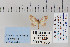  ( - CNCLEP 70265)  @12 [ ] CreativeCommons - Attribution Non-Commercial Share-Alike (2010) Canadian National Collection of Insects, Arachnids and Nematodes Canadian National Collection of Insects, Arachnids and Nematodes