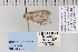  ( - CNCLEP 70269)  @12 [ ] CreativeCommons - Attribution Non-Commercial Share-Alike (2010) Canadian National Collection of Insects, Arachnids and Nematodes Canadian National Collection of Insects, Arachnids and Nematodes