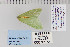  ( - CNCLEP 70273)  @12 [ ] CreativeCommons - Attribution Non-Commercial Share-Alike (2010) Canadian National Collection of Insects, Arachnids and Nematodes Canadian National Collection of Insects, Arachnids and Nematodes