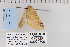  ( - CNCLEP 70300)  @12 [ ] CreativeCommons - Attribution Non-Commercial Share-Alike (2010) Canadian National Collection of Insects, Arachnids and Nematodes Canadian National Collection of Insects, Arachnids and Nematodes