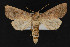  (Parapamea - CNCLEP 73811)  @15 [ ] CreativeCommons - Attribution Non-Commercial Share-Alike (2016) Unspecified Unspecified