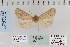  (Mesogona sp - CNCLEP 79809)  @14 [ ] CreativeCommons - Attribution Non-Commercial Share-Alike (2010) Canadian National Collection of Insects, Arachnids and Nematodes Canadian National Collection of Insects, Arachnids and Nematodes