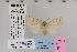  ( - CNCLEP 79908)  @13 [ ] CreativeCommons - Attribution Non-Commercial Share-Alike (2010) Canadian National Collection of Insects, Arachnids and Nematodes Canadian National Collection of Insects, Arachnids and Nematodes