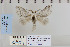 ( - CNCLEP 79912)  @12 [ ] CreativeCommons - Attribution Non-Commercial Share-Alike (2010) Canadian National Collection of Insects, Arachnids and Nematodes Canadian National Collection of Insects, Arachnids and Nematodes