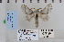  ( - CNCLEP 79913)  @12 [ ] CreativeCommons - Attribution Non-Commercial Share-Alike (2010) Canadian National Collection of Insects, Arachnids and Nematodes Canadian National Collection of Insects, Arachnids and Nematodes