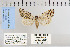  (Cryphia pallidioides - CNCLEP 79929)  @13 [ ] CreativeCommons - Attribution Non-Commercial Share-Alike (2010) Canadian National Collection of Insects, Arachnids and Nematodes Canadian National Collection of Insects, Arachnids and Nematodes