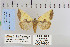  (Stiria satana - CNCLEP 79930)  @13 [ ] CreativeCommons - Attribution Non-Commercial Share-Alike (2010) Canadian National Collection of Insects, Arachnids and Nematodes Canadian National Collection of Insects, Arachnids and Nematodes