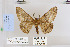  ( - CNCLEP 79938)  @13 [ ] CreativeCommons - Attribution Non-Commercial Share-Alike (2010) Canadian National Collection of Insects, Arachnids and Nematodes Canadian National Collection of Insects, Arachnids and Nematodes