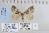  ( - CNCLEP 79940)  @13 [ ] CreativeCommons - Attribution Non-Commercial Share-Alike (2010) Canadian National Collection of Insects, Arachnids and Nematodes Canadian National Collection of Insects, Arachnids and Nematodes
