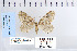  ( - CNCLEP 79945)  @11 [ ] CreativeCommons - Attribution Non-Commercial Share-Alike (2010) Canadian National Collection of Insects, Arachnids and Nematodes Canadian National Collection of Insects, Arachnids and Nematodes