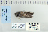  ( - CNCLEP 79949)  @13 [ ] CreativeCommons - Attribution Non-Commercial Share-Alike (2010) Canadian National Collection of Insects, Arachnids and Nematodes Canadian National Collection of Insects, Arachnids and Nematodes