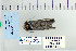  ( - CNCLEP 79950)  @13 [ ] CreativeCommons - Attribution Non-Commercial Share-Alike (2010) Canadian National Collection of Insects, Arachnids and Nematodes Canadian National Collection of Insects, Arachnids and Nematodes