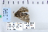  ( - CNCLEP 79951)  @11 [ ] CreativeCommons - Attribution Non-Commercial Share-Alike (2010) Canadian National Collection of Insects, Arachnids and Nematodes Canadian National Collection of Insects, Arachnids and Nematodes