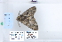  ( - CNCLEP 79952)  @11 [ ] CreativeCommons - Attribution Non-Commercial Share-Alike (2010) Canadian National Collection of Insects, Arachnids and Nematodes Canadian National Collection of Insects, Arachnids and Nematodes