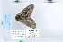  ( - CNCLEP 79953)  @11 [ ] CreativeCommons - Attribution Non-Commercial Share-Alike (2010) Canadian National Collection of Insects, Arachnids and Nematodes Canadian National Collection of Insects, Arachnids and Nematodes