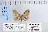  ( - CNCLEP 79961)  @12 [ ] CreativeCommons - Attribution Non-Commercial Share-Alike (2010) Canadian National Collection of Insects, Arachnids and Nematodes Canadian National Collection of Insects, Arachnids and Nematodes