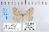  ( - CNCLEP 79970)  @12 [ ] CreativeCommons - Attribution Non-Commercial Share-Alike (2010) Canadian National Collection of Insects, Arachnids and Nematodes Canadian National Collection of Insects, Arachnids and Nematodes