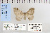  ( - CNCLEP 79974)  @12 [ ] CreativeCommons - Attribution Non-Commercial Share-Alike (2010) Canadian National Collection of Insects, Arachnids and Nematodes Canadian National Collection of Insects, Arachnids and Nematodes