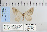  ( - CNCLEP 79977)  @12 [ ] CreativeCommons - Attribution Non-Commercial Share-Alike (2010) Canadian National Collection of Insects, Arachnids and Nematodes Canadian National Collection of Insects, Arachnids and Nematodes