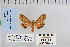  ( - CNCLEP 79982)  @11 [ ] CreativeCommons - Attribution Non-Commercial Share-Alike (2010) Canadian National Collection of Insects, Arachnids and Nematodes Canadian National Collection of Insects, Arachnids and Nematodes