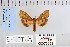  ( - CNCLEP 79983)  @11 [ ] CreativeCommons - Attribution Non-Commercial Share-Alike (2010) Canadian National Collection of Insects, Arachnids and Nematodes Canadian National Collection of Insects, Arachnids and Nematodes