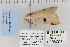  ( - CNCLEP 80039)  @13 [ ] CreativeCommons - Attribution Non-Commercial Share-Alike (2010) Canadian National Collection of Insects, Arachnids and Nematodes Canadian National Collection of Insects, Arachnids and Nematodes