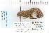  ( - CNCLEP 80042)  @12 [ ] CreativeCommons - Attribution Non-Commercial Share-Alike (2010) Canadian National Collection of Insects, Arachnids and Nematodes Canadian National Collection of Insects, Arachnids and Nematodes